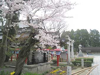 境内の桜