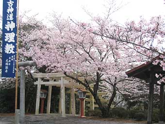 境内の桜