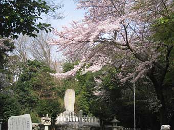 境内の桜