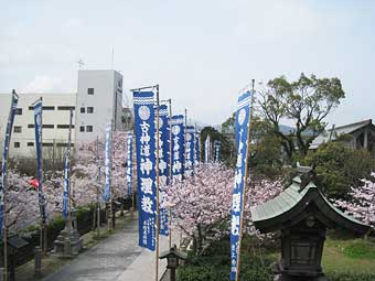 境内の桜