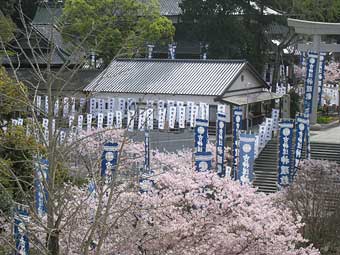 境内の桜