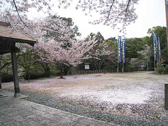 境内の桜