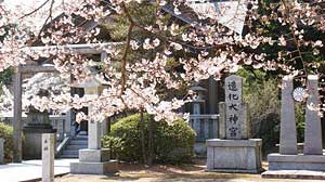 桜